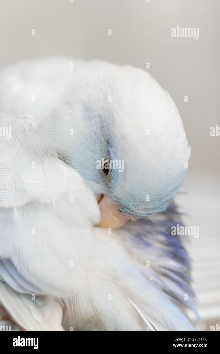 Bellissimo piccolo e carino uccello pappagallo Forpus, animale esotico Foto Stock
