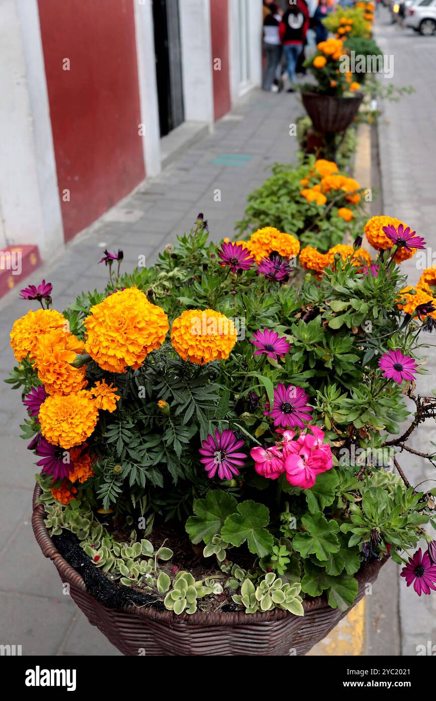 Atlixco, Mexiko. 20 ottobre 2024. Atlixco, Puebla, Messico; 10.20.2024.- tra fiori, turisti e musica, le calaveras (in origine scheletri di zucchero) di personaggi famosi del Messico come Porfirio Díaz, Emiliano Zapata, María Sabina, Cuauhtemoc sono esposte in opere giganti realizzate a mano con tecniche di cartone da artisti locali sono alcuni dei pezzi che i visitatori possono vedere in diverse strade di Atlixco, una città magica, intorno alle festività del giorno successivo dei morti (1 e 2 novembre) foto: Juan Carlos Rojas credito: Live/Alamy Foto Stock