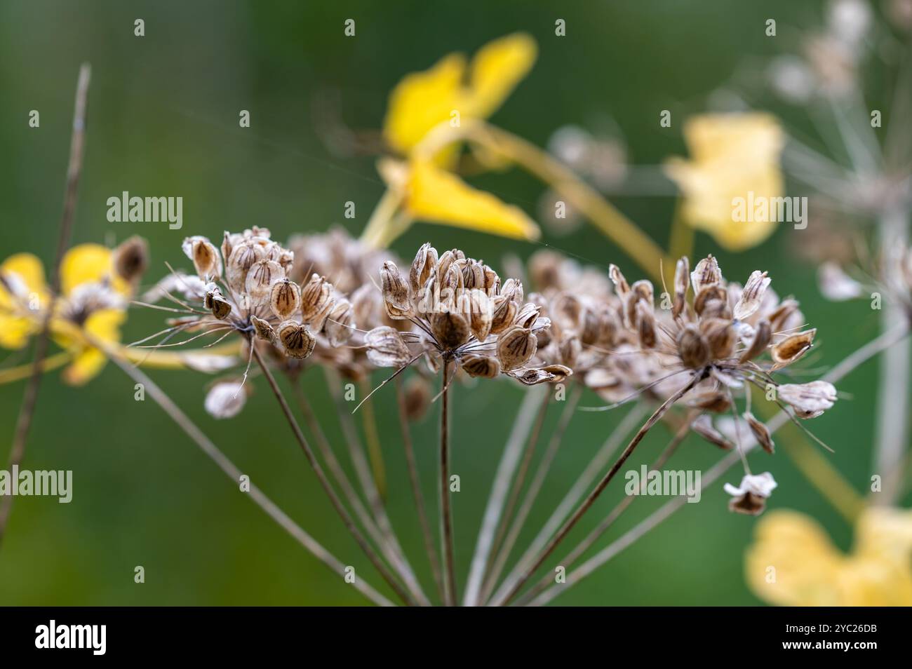 Una testa di prezzemolo di vacca secca con semi, foglie di alghe leganti gialle sullo sfondo, autunno nel Sussex, Inghilterra. Anthriscus sylvestris Foto Stock