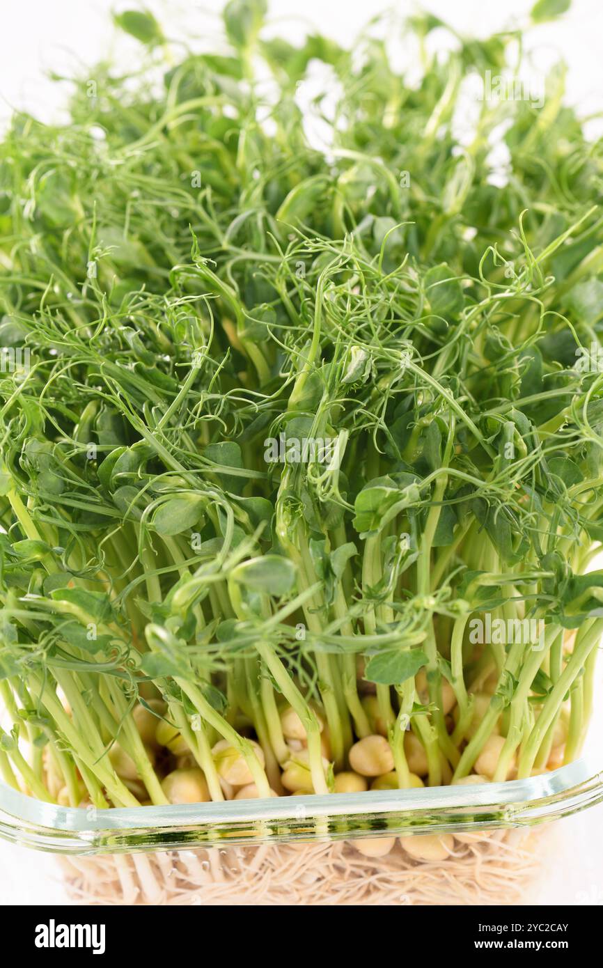 Germogli di piselli blu in un contenitore di vetro, in rugiada. Eco-vegan bio-banner per un sano modo di vivere. Sfondo verde a trama naturale. Primo piano. Foto Stock