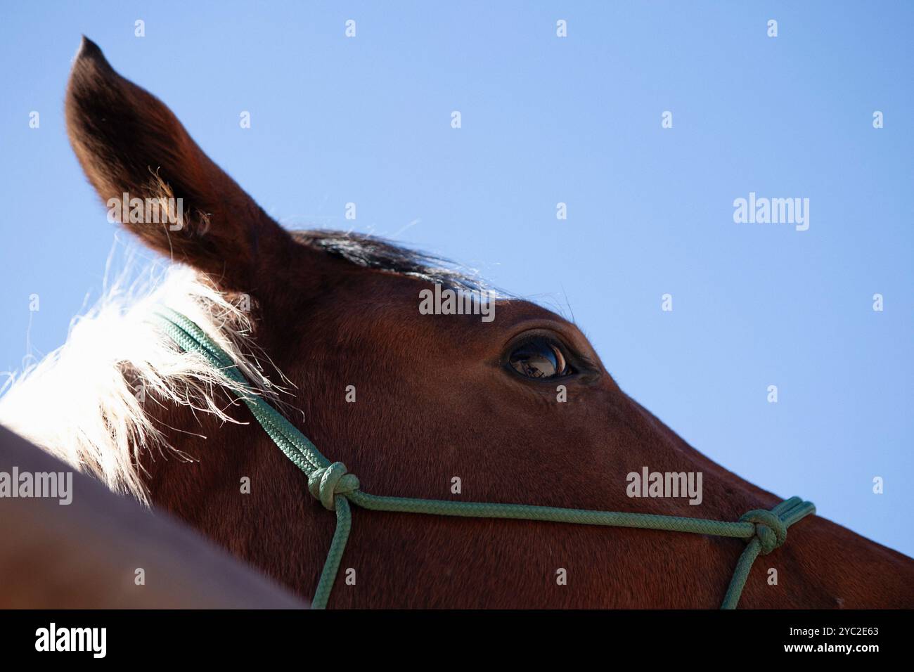 Parte superiore dei cavalli testa occhio e orecchio contro il cielo blu Foto Stock