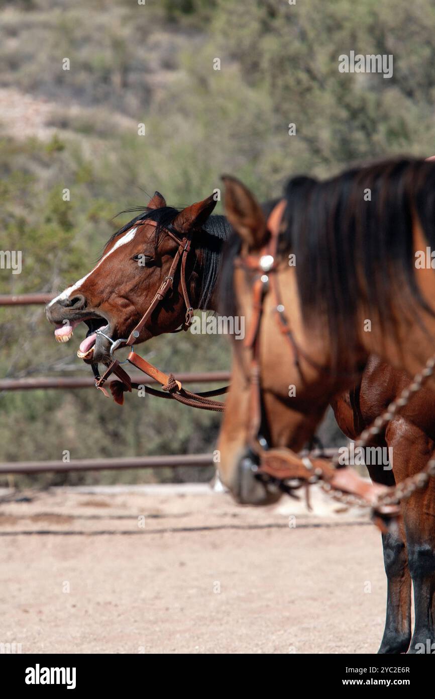 Cavallo vicino in un anello di terra con un altro cavallo nelle vicinanze Foto Stock