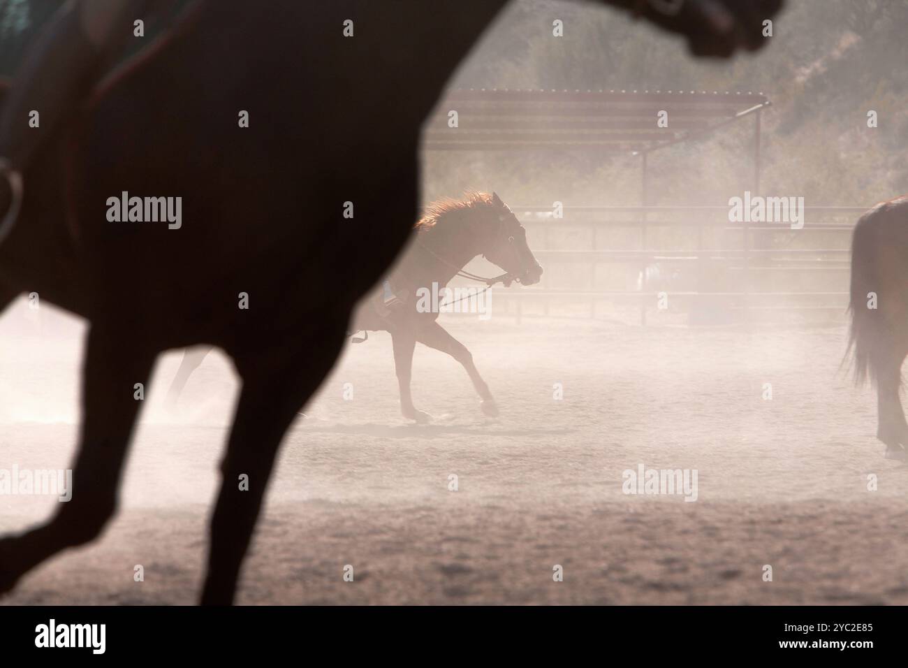 Cavalli che fanno schizzare la polvere sull'anello di equitazione occidentale Foto Stock