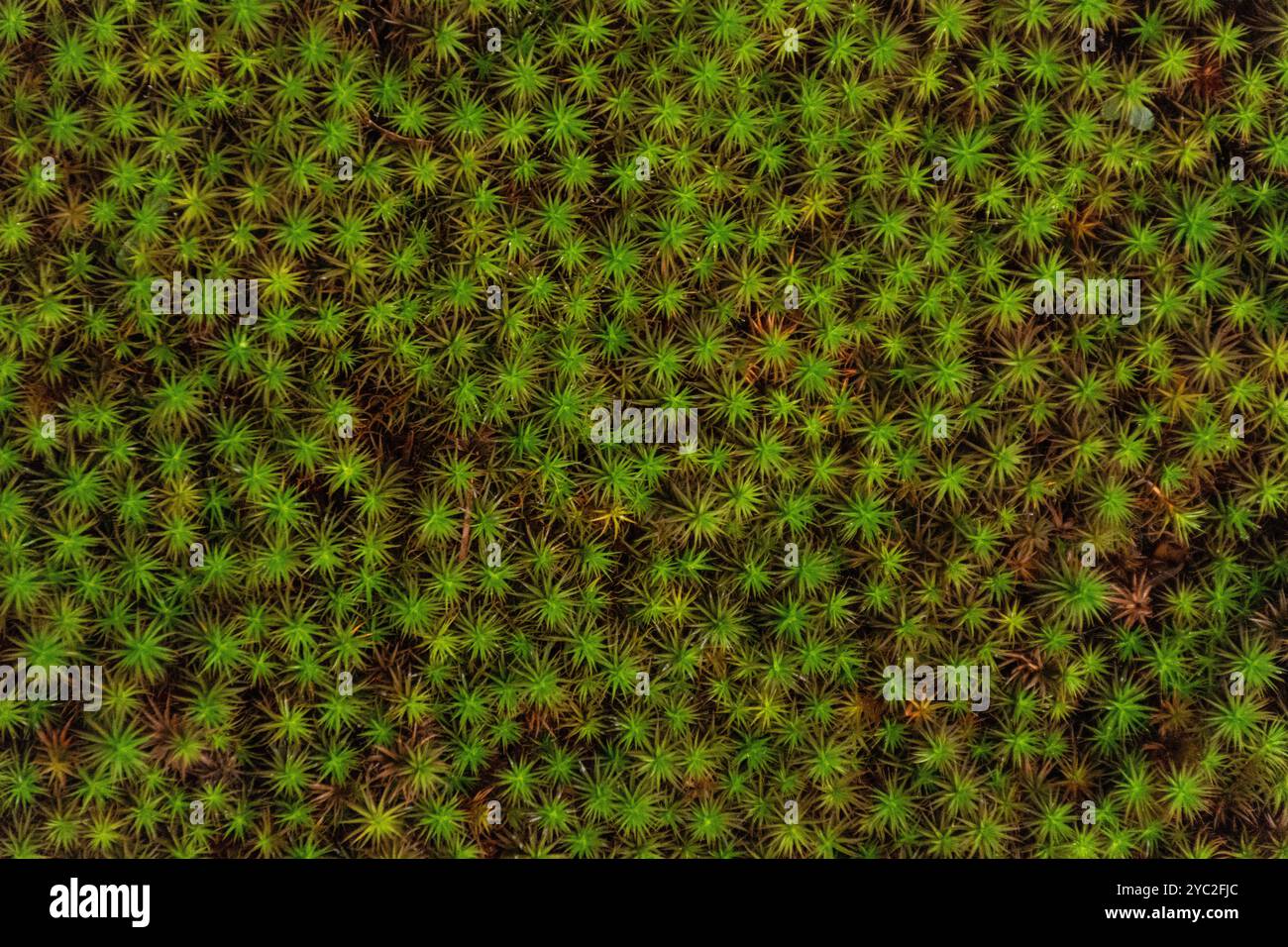 Primo piano del muschio verde che copre il terreno della foresta Foto Stock