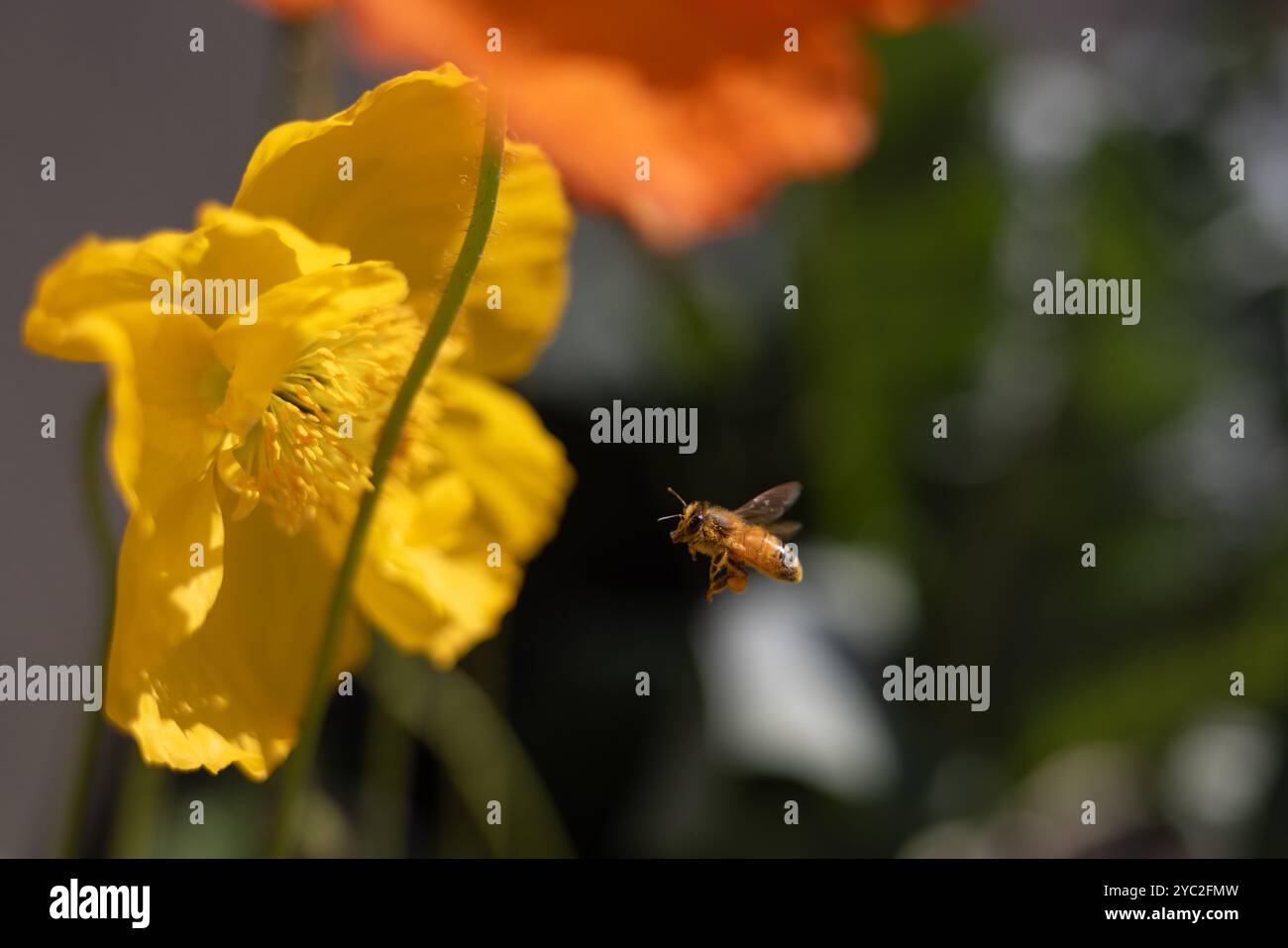 Le api volano vicino al papavero giallo con sfondo morbido Foto Stock