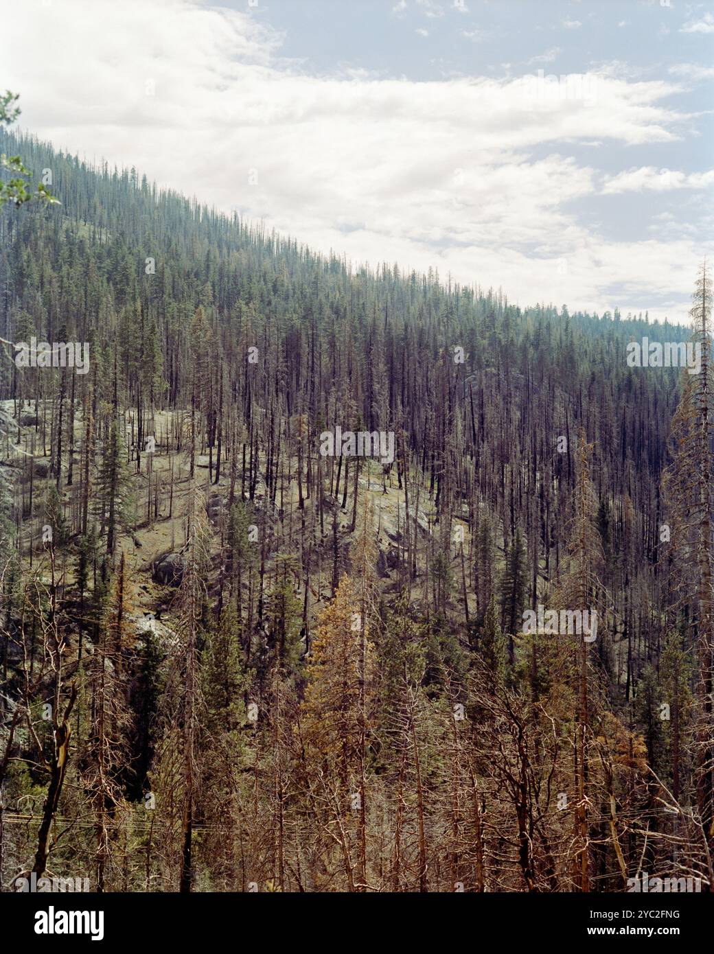 Ricresciti dopo un incendio della foresta Foto Stock