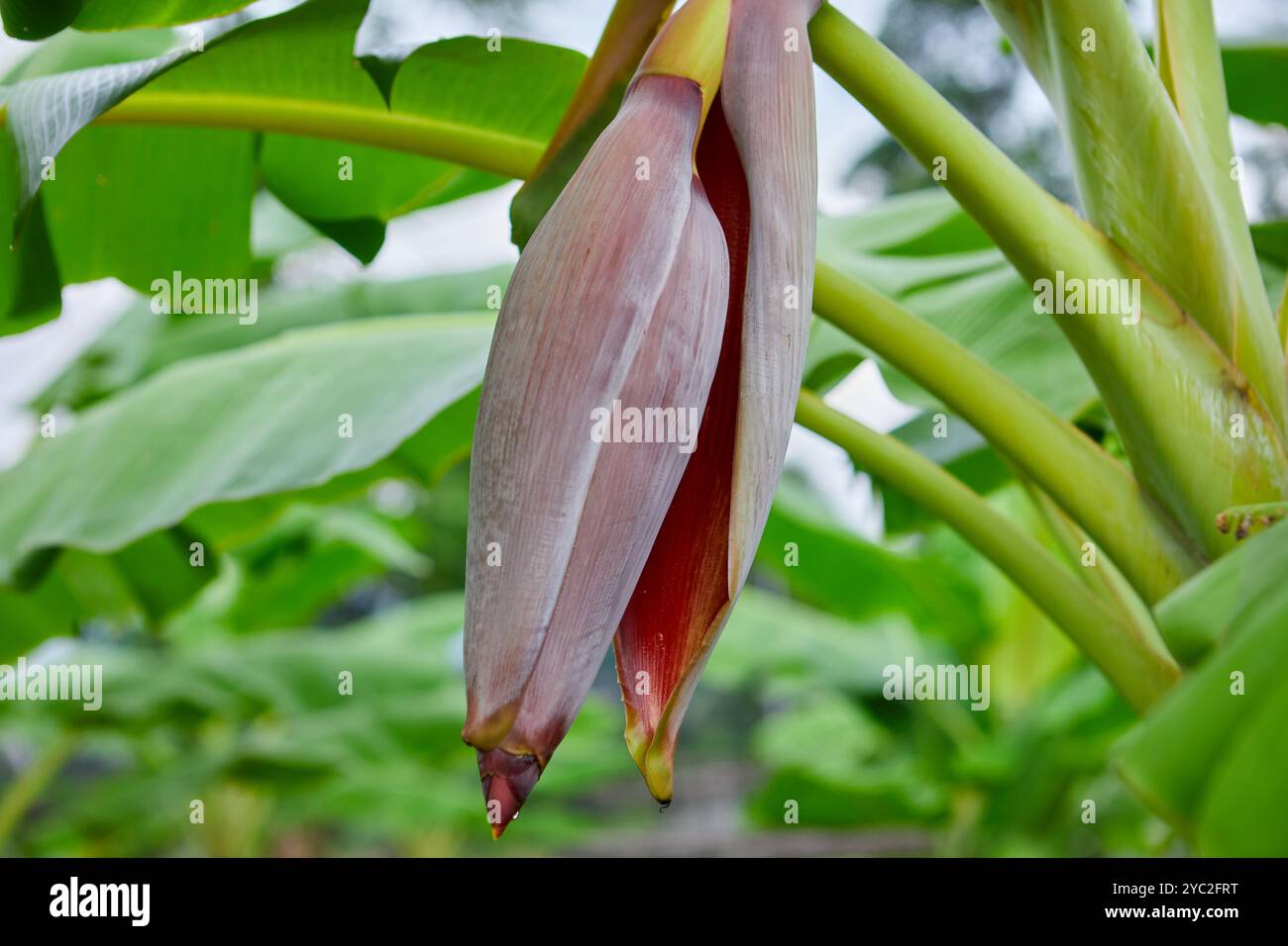 Vista ravvicinata della fioritura delle banane su un albero di banana Foto Stock