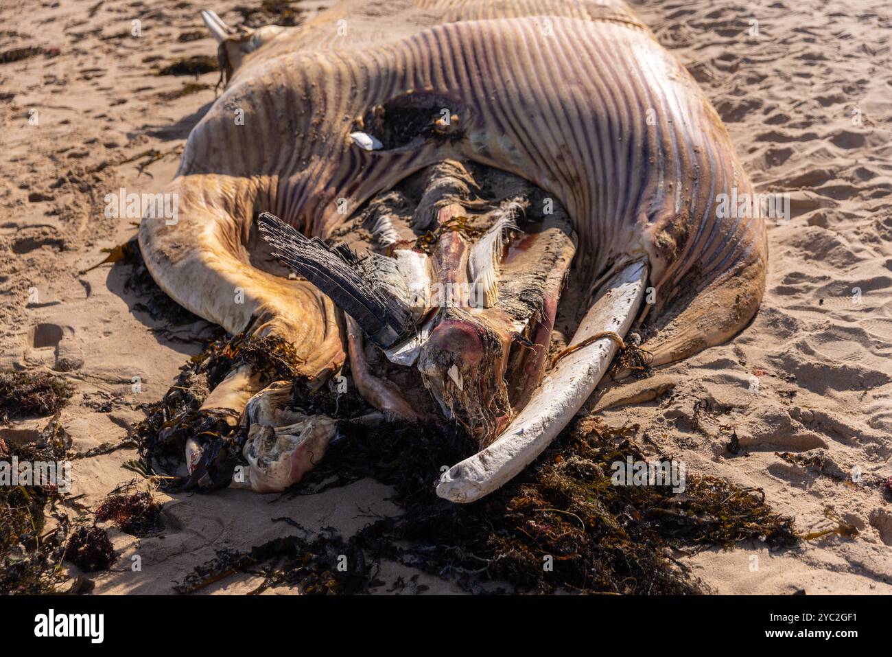 Primo piano della carcassa di balena con ossa visibili e decadimento Foto Stock