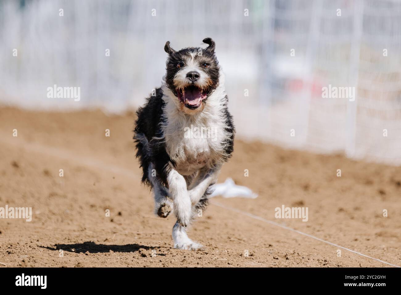 Scruffy misto razza Mutt Dog Running Lure Course Sprint Dog Sport Foto Stock