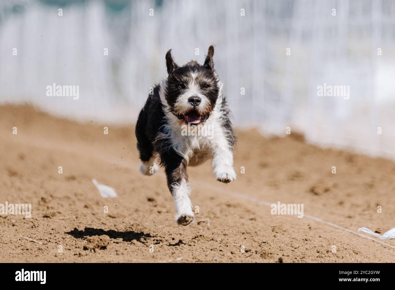 Scruffy misto razza Mutt Dog Running Lure Course Sprint Dog Sport Foto Stock