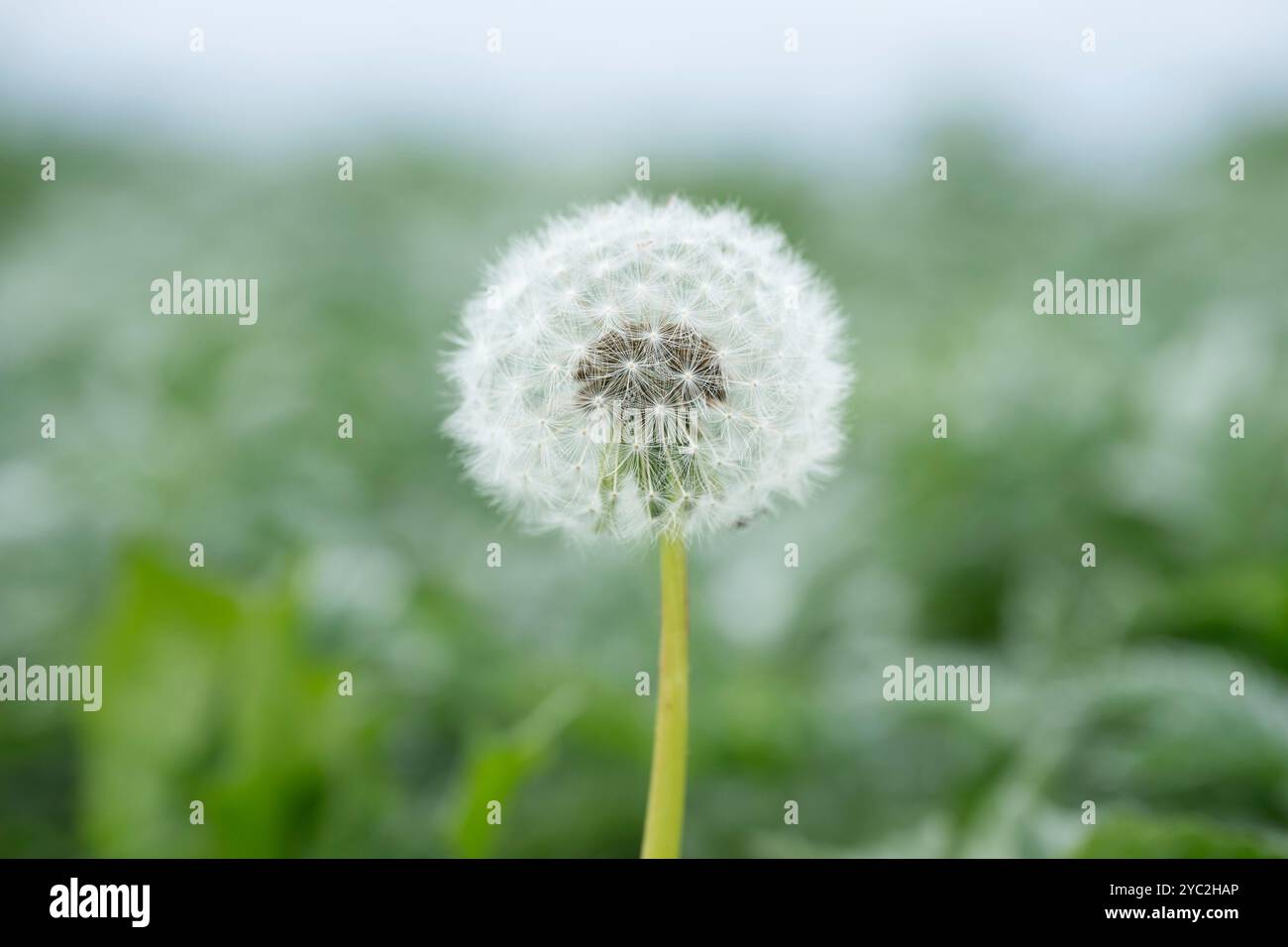 Dandelion puffball in campo verde, Orcadi, Scozia Foto Stock