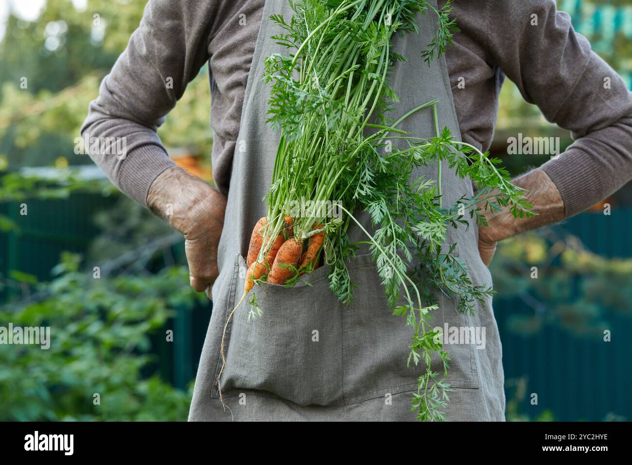 Un anziano agricoltore maschio in grembiule da lavoro è orgoglioso della sua raccolta di carote Foto Stock