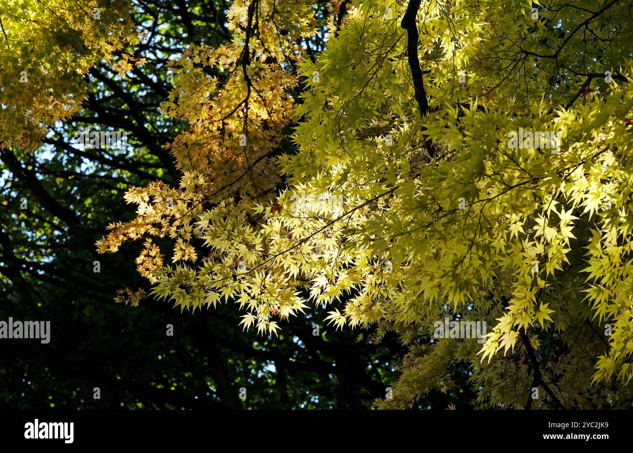 albero di acer giapponese autunnale nel bosco, sheringham park, nord di norfolk, inghilterra Foto Stock