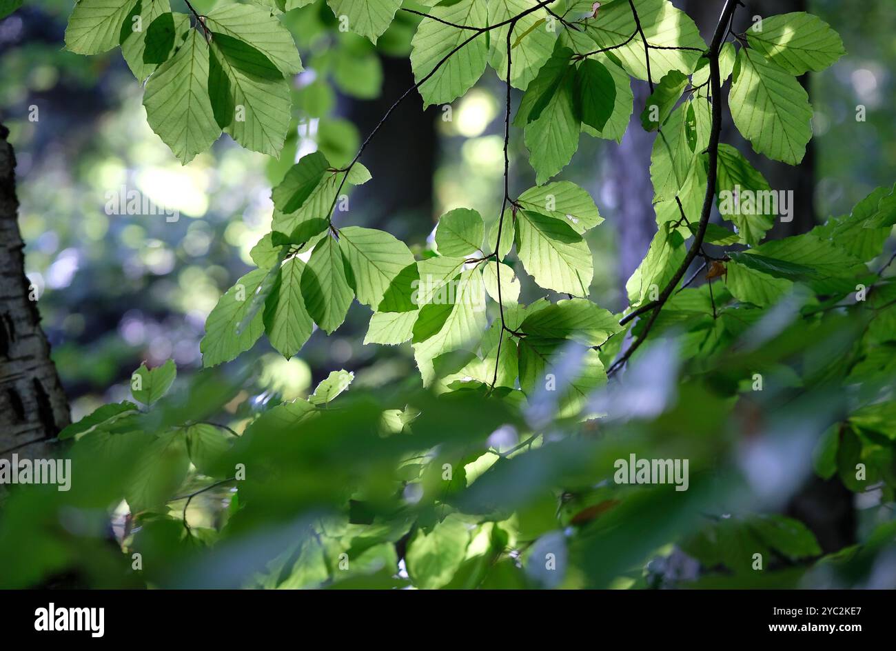 luce solare attraverso foglie verdi nel bosco inglese, norfolk, inghilterra Foto Stock