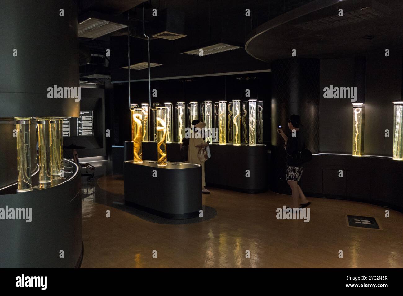Il Museo del Queen Saovabha Memorial Institute a Bangkok, Thailandia, Asia, una popolare attrazione turistica famosa per la sua fattoria dei serpenti e i vaccini Foto Stock