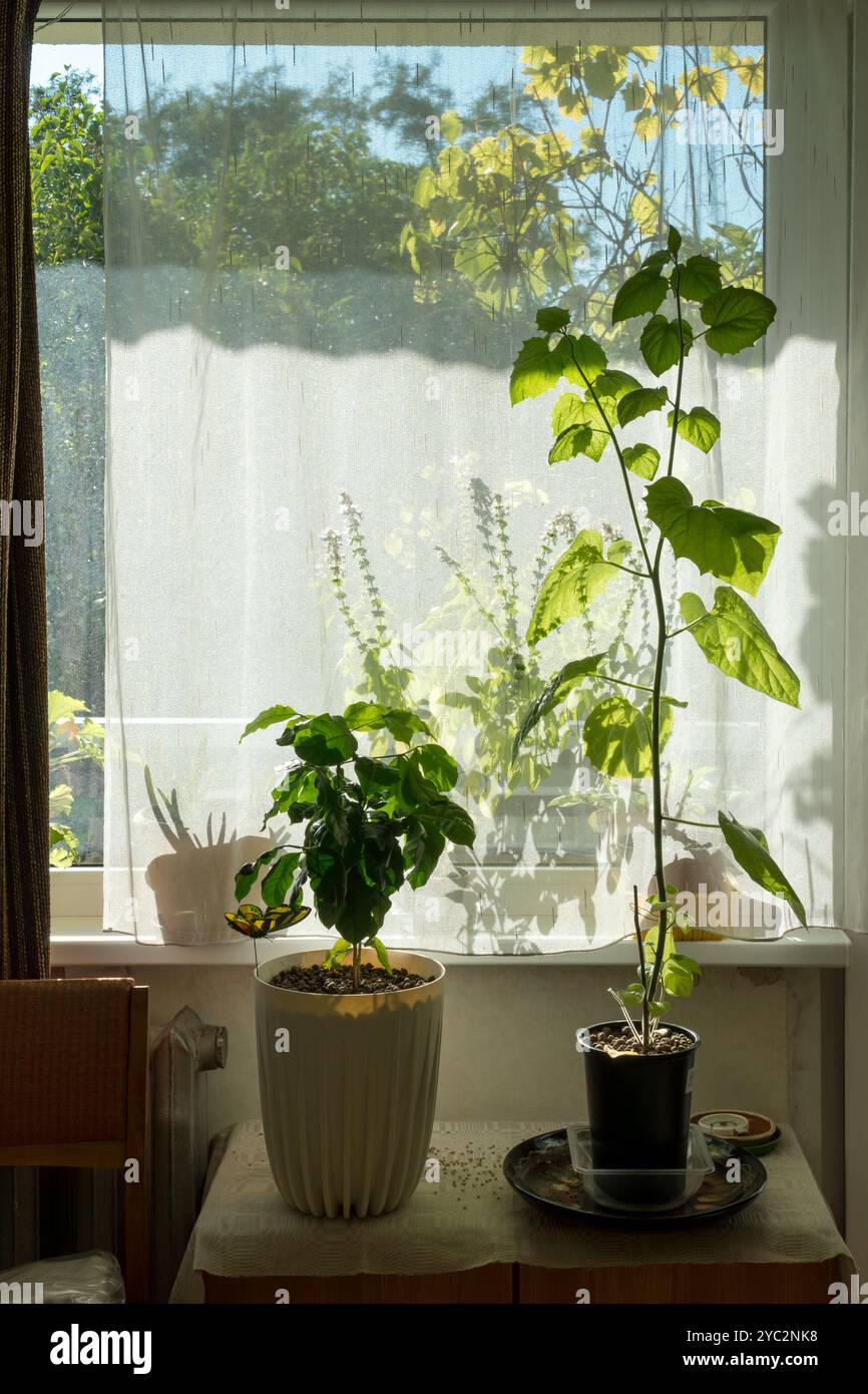 Scopri come le piante da interni trasformano uno spazio interno logoro. Varie piante d'appartamento prosperano sul davanzale e la luce del sole scorre dentro, coltivando la loro crescita Foto Stock