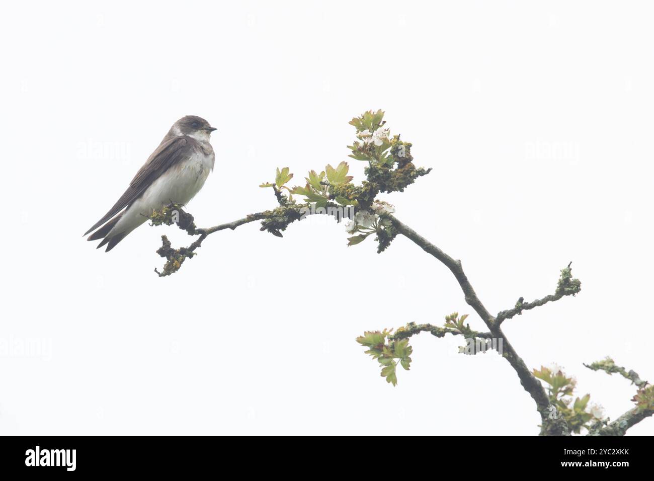 Sand Martin (Riparia riparia) Norfolk maggio 2024 Foto Stock