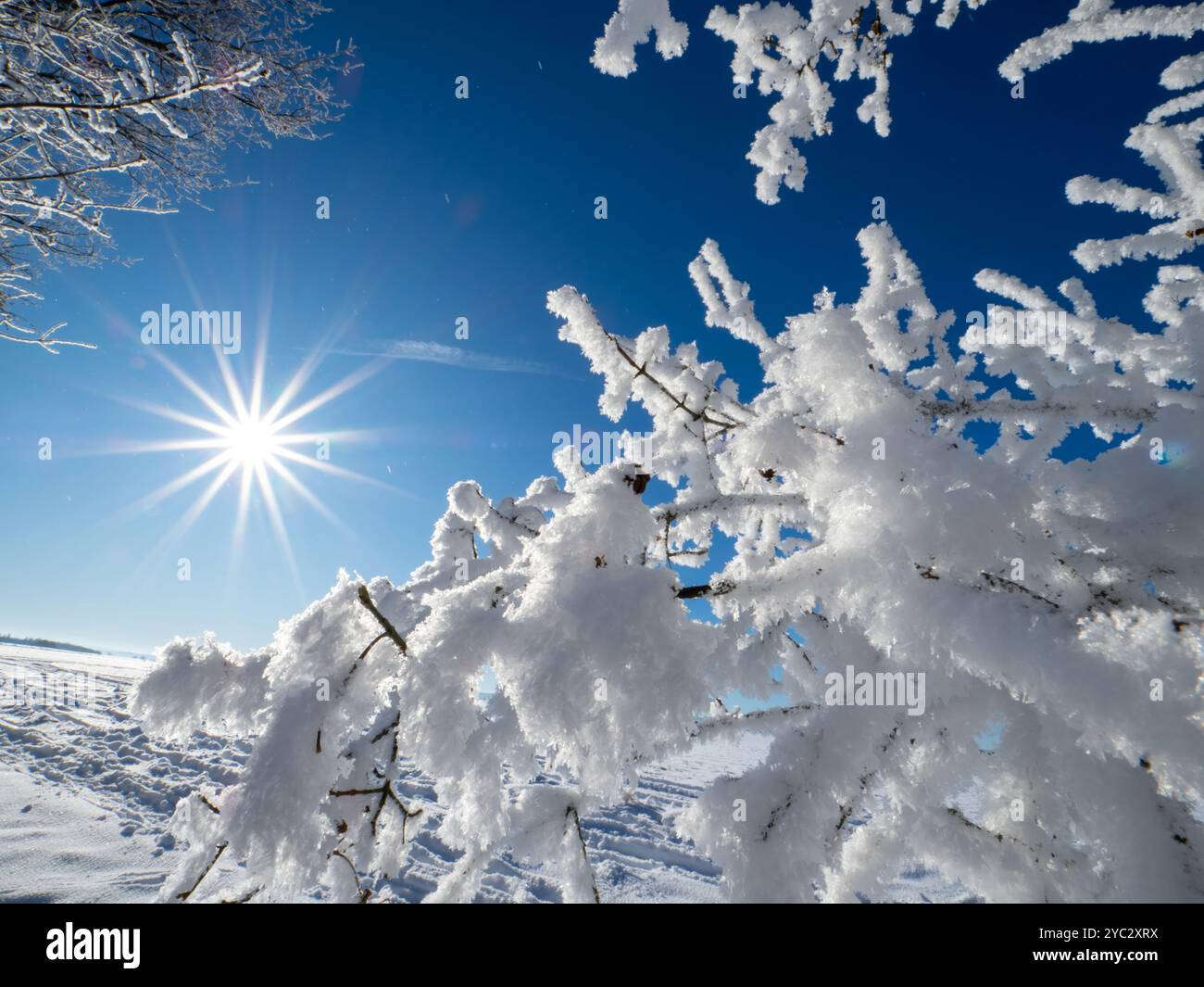 Paesaggio invernale con alberi e piante innevate Foto Stock