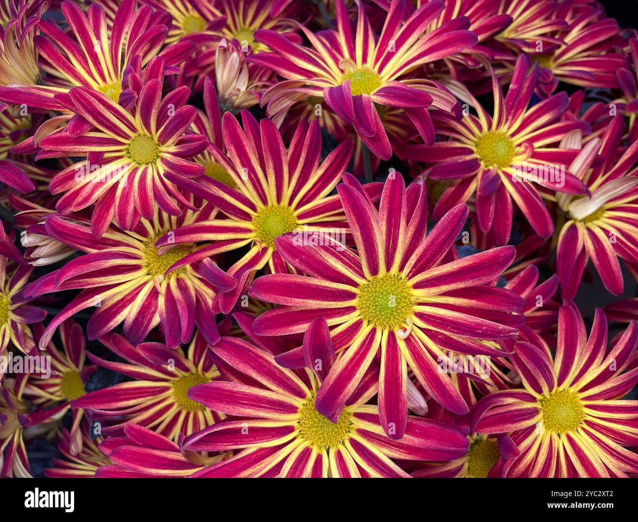 Vivaci crisantemi bicolori scoppiano come fuochi d'artificio, i loro petali magenta punteggiati da raggi dorati circondano brillanti centri gialli. - Immagine stock catturata con smartphone
