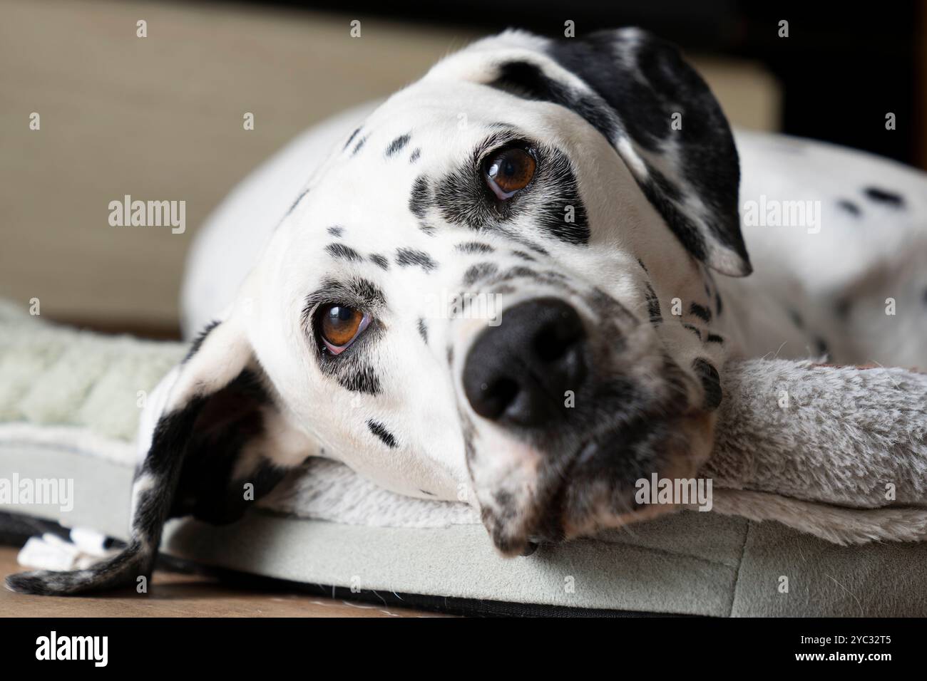 Carino cane dalmata che guarda con la mia macchina fotografica Foto Stock