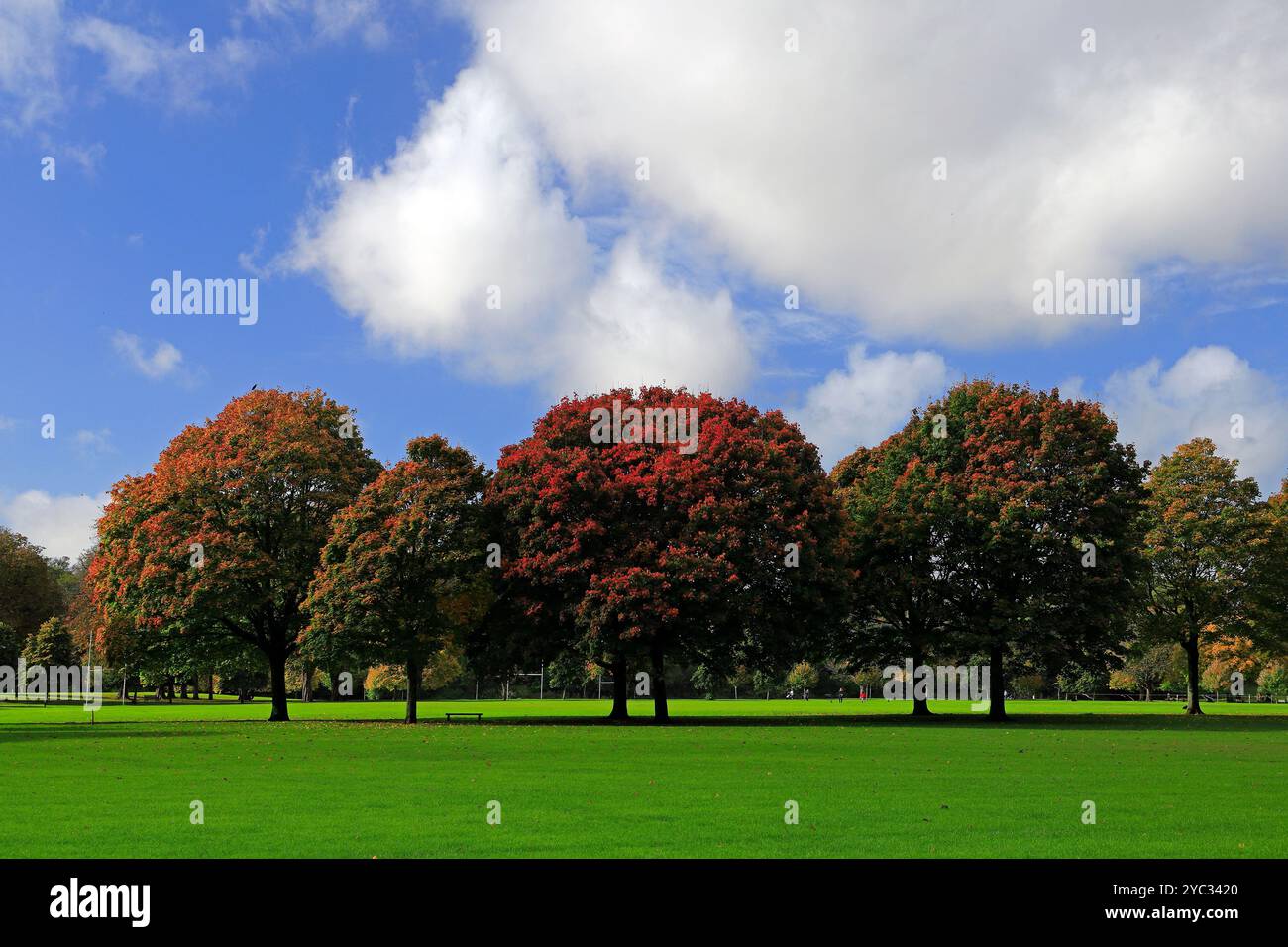 Alberi autunnali dai colori vivaci nei campi di Llandaff, Cardiff, Galles del Sud, Regno Unito. Presa ottobre 2024 Foto Stock Alberi autunnali dai colori vivaci nei campi di Llandaff, Cardiff, Galles del Sud, Regno Unito. Presa ottobre 2024 Foto Stock