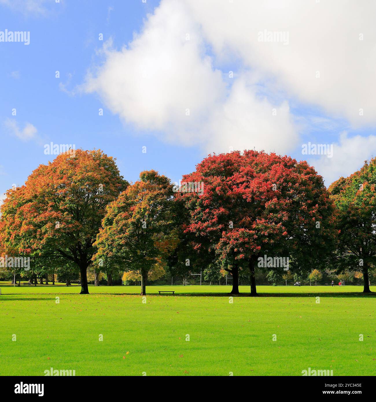 Alberi autunnali dai colori vivaci nei campi di Llandaff, Cardiff, Galles del Sud, Regno Unito. Presa ottobre 2024 Foto Stock Alberi autunnali dai colori vivaci nei campi di Llandaff, Cardiff, Galles del Sud, Regno Unito. Presa ottobre 2024 Foto Stock