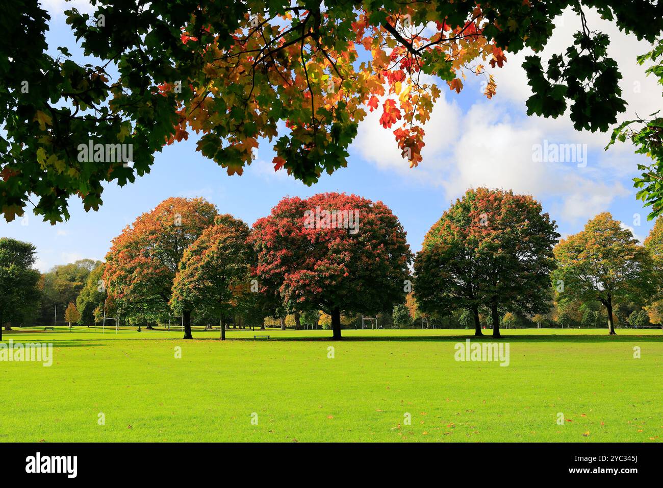 Alberi autunnali dai colori vivaci nei campi di Llandaff, Cardiff, Galles del Sud, Regno Unito. Presa ottobre 2024 Foto Stock Alberi autunnali dai colori vivaci nei campi di Llandaff, Cardiff, Galles del Sud, Regno Unito. Presa ottobre 2024 Foto Stock