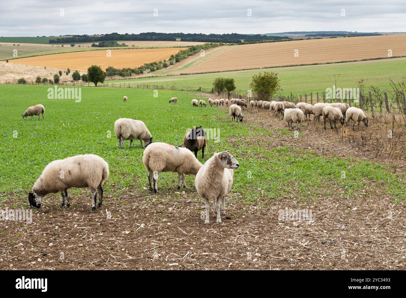 Pecore che pascolano nel campo di Berkshire Downs, West Ilsley, Berkshire, Inghilterra, Regno Unito, Europa Foto Stock