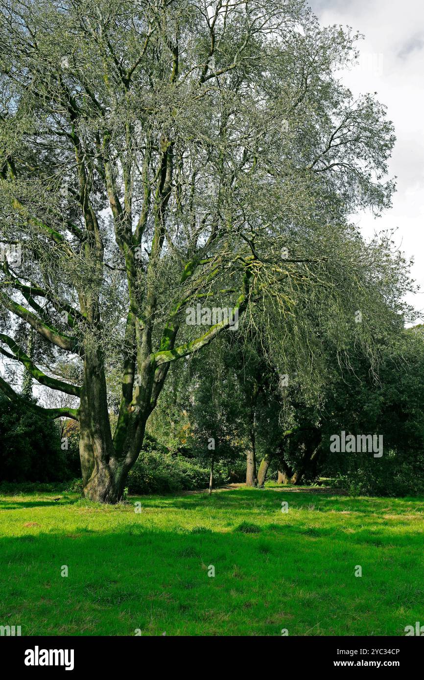 Gruppo di lecci (quercus ilex) Cardiff, Galles del Sud, Regno Unito. Presa ottobre 2024. Autunno Foto Stock