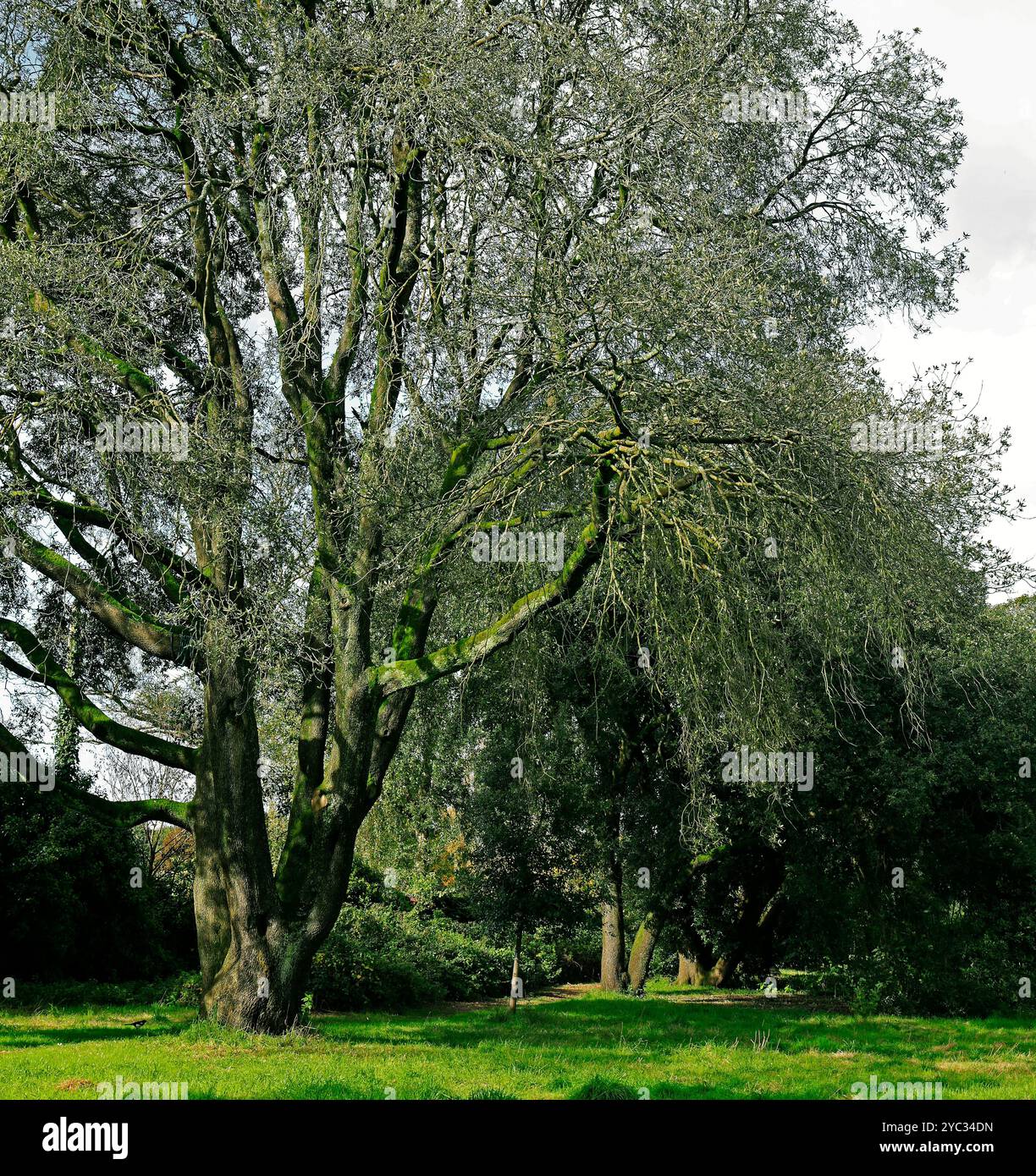 Gruppo di lecci (quercus ilex) Cardiff, Galles del Sud, Regno Unito. Presa ottobre 2024. Autunno Foto Stock