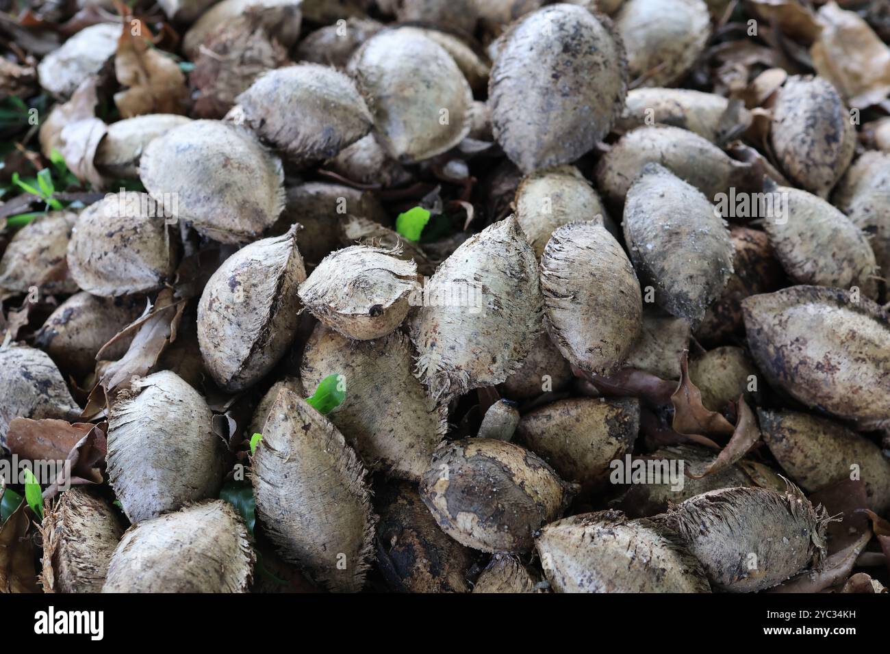 Primo piano dettagliato di vari semi di alberi con consistenze fibrose, sparsi tra foglie secche su un terreno boschivo. Foto Stock