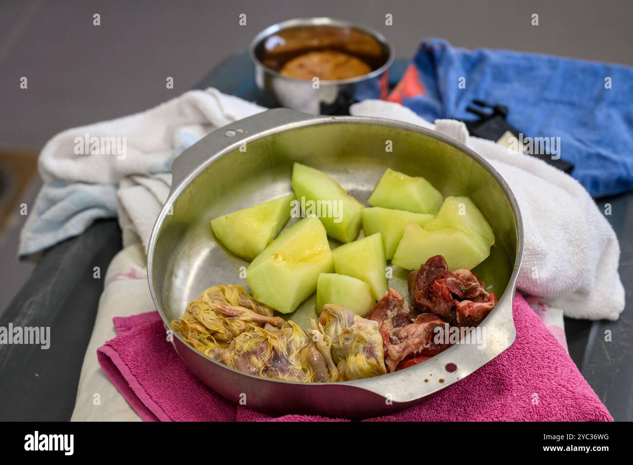 Preparandosi a dare da mangiare a un Golden Jackal (Canis aureus), il suo pasto giornaliero include carne cruda, pulcini e pezzi di frutta fotografati all'israeliano Foto Stock