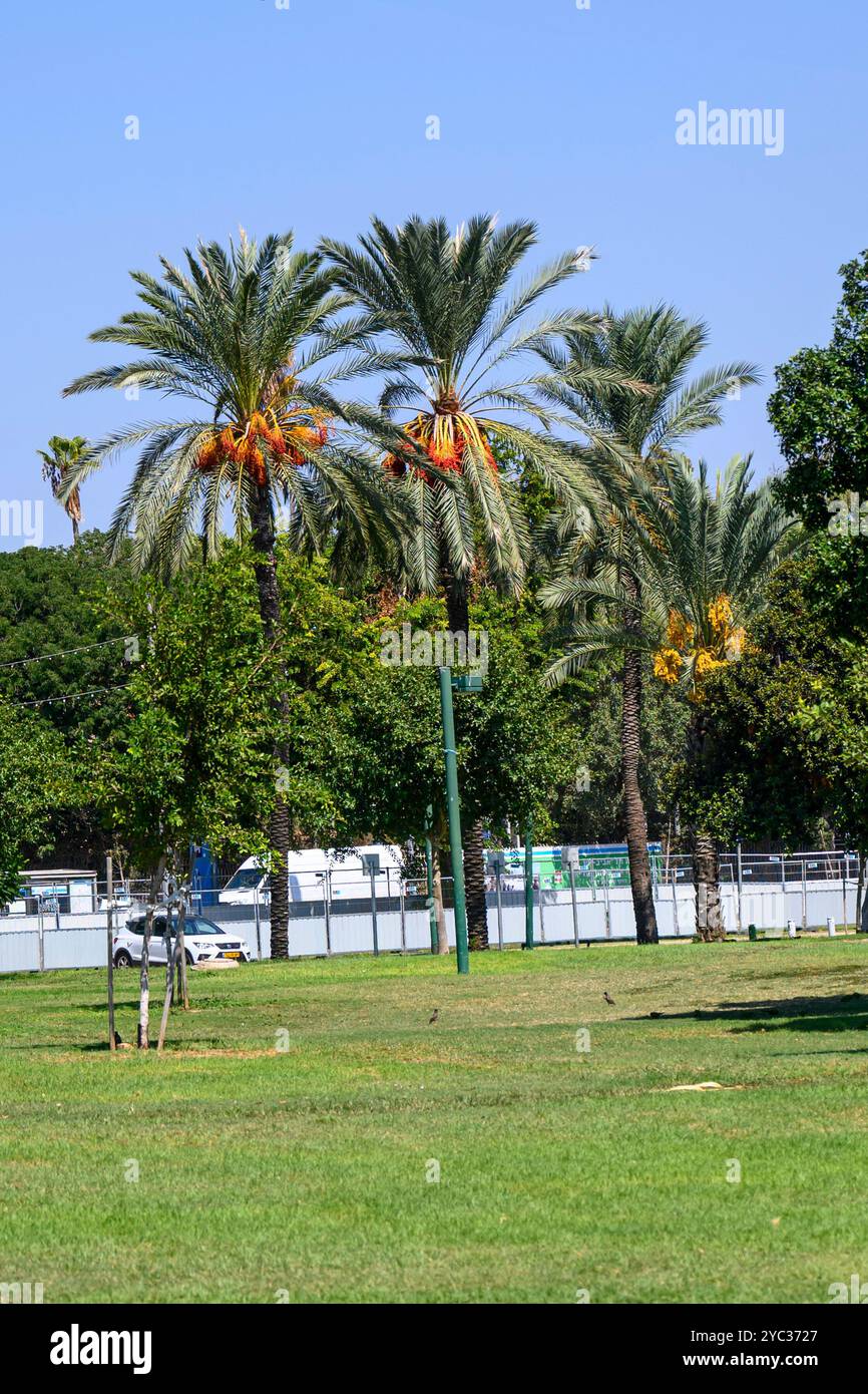 Mazzi di datteri maturi che crescono su palme da dattero fotografati a Ganei Yehoshua (Hayarkon) Park, Tel Aviv, Israele a settembre Foto Stock