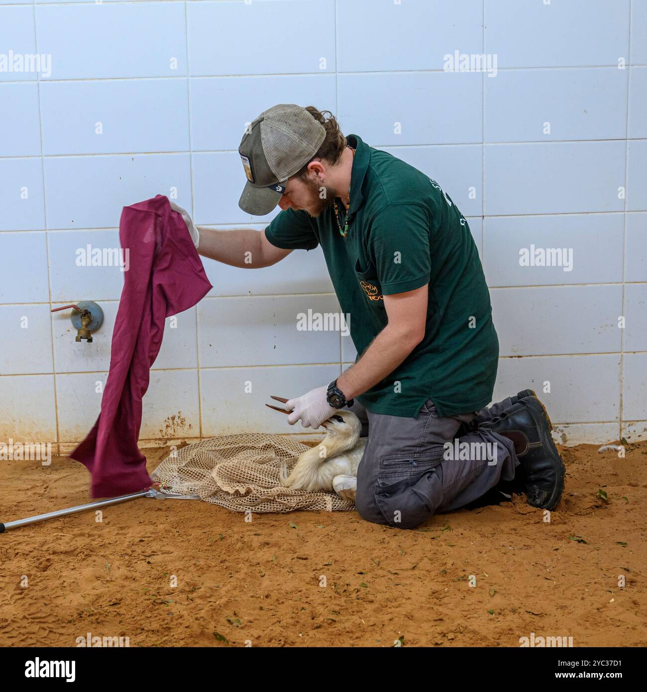 Yam, un membro del personale veterinario, sta somministrando farmaci a una cicogna bianca ricoverata in ospedale (Ciconia ciconia) fotografata al Wildlif israeliano Foto Stock