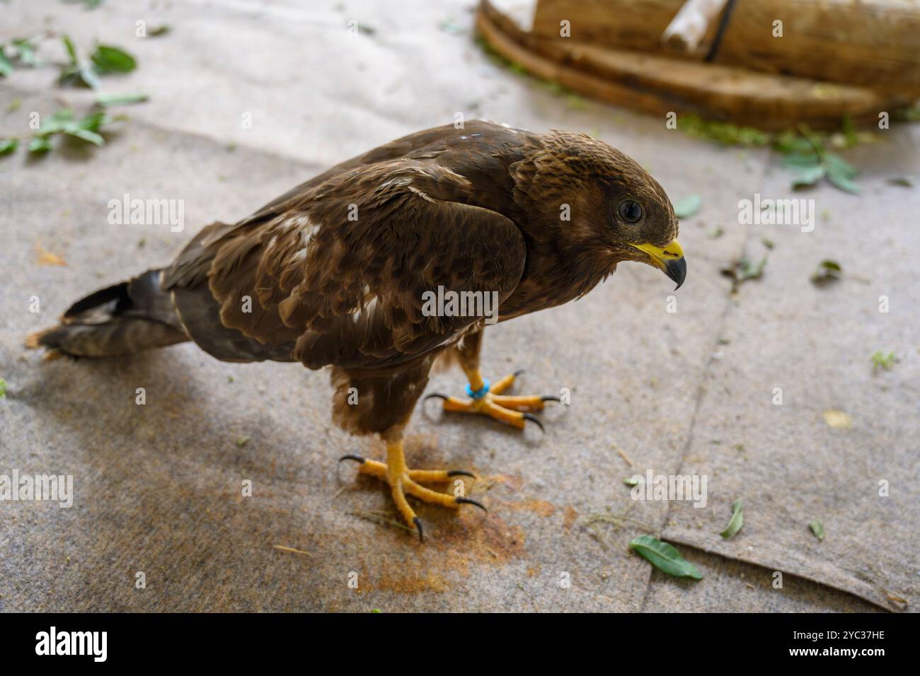 La poiana europea del miele (Pernis apivorus), حميمق النحل الأوروبي in una sala di riabilitazione presso l'ospedale israeliano della fauna selvatica, Ramat Gan, Israel al Foto Stock