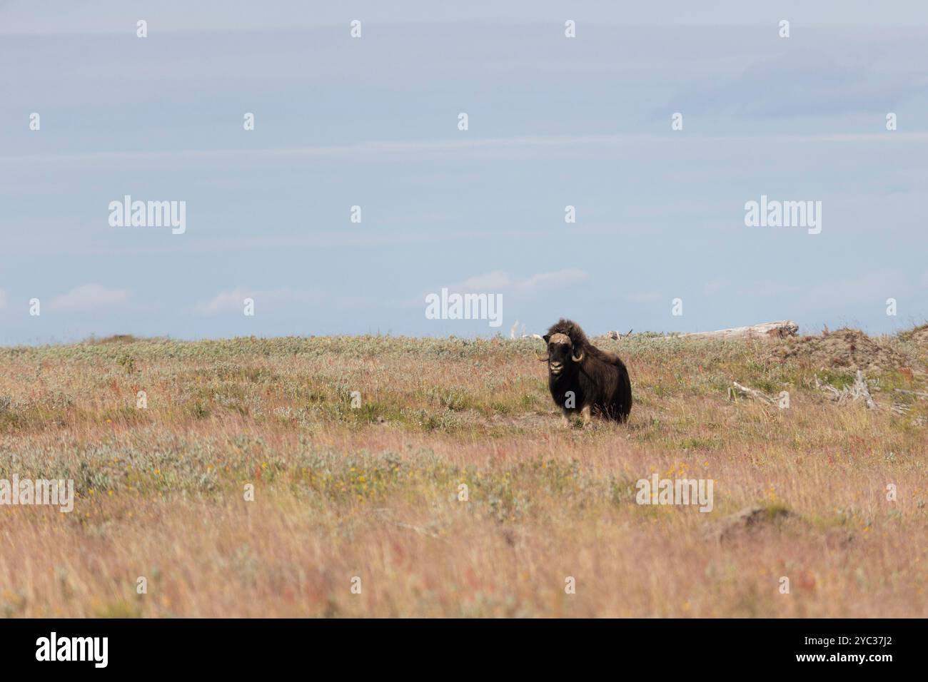 Muskox maschio in tundra. Repubblica di Sakha, Yakutia, Russia Foto Stock