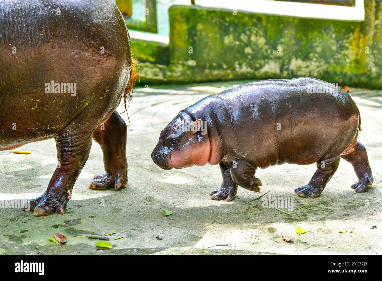 Un ippopotamo nano pigmeo femminile, Khao Kheow Open Zoo a Chonburi in Thailandia Foto Stock
