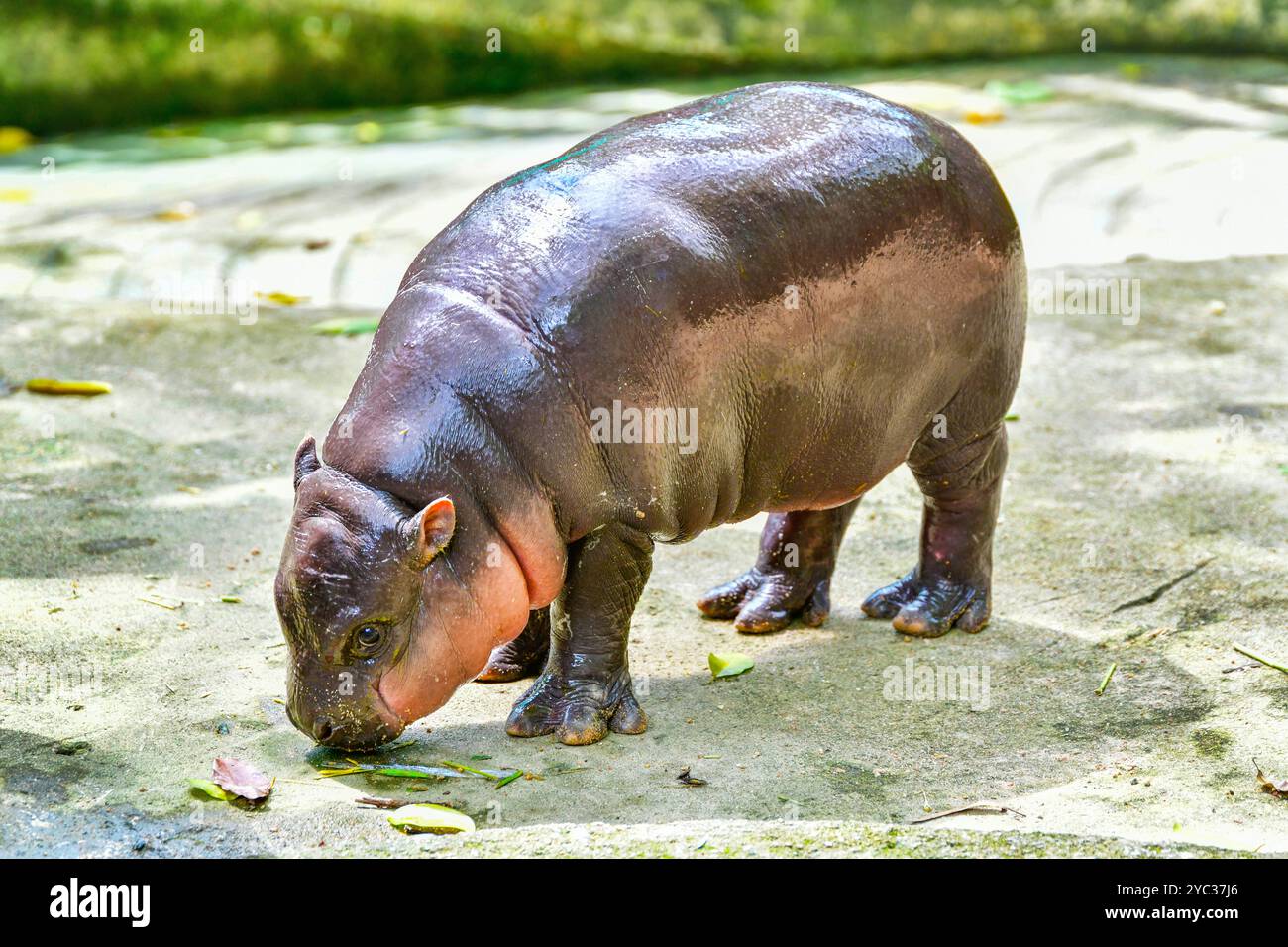 Un ippopotamo nano pigmeo femminile, Khao Kheow Open Zoo a Chonburi in Thailandia Foto Stock