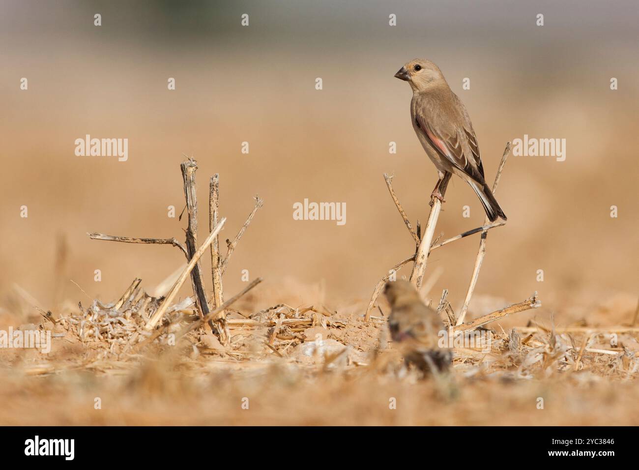 Finch deserto (Rhodospiza obsoleta precedentemente Carduelis obsoleta) vicino ad un pozze d'acqua nel deserto di Negev, israele. L'uccello è davvero un residuo del deserto Foto Stock
