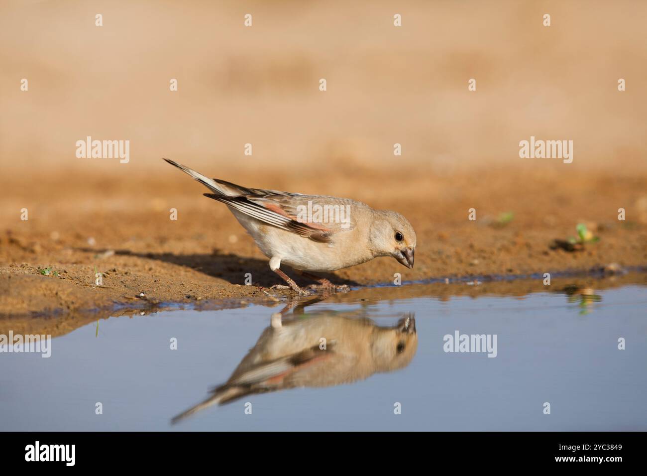 Finch deserto (Rhodospiza obsoleta precedentemente Carduelis obsoleta) vicino ad un pozze d'acqua nel deserto di Negev, israele. L'uccello è davvero un residuo del deserto Foto Stock