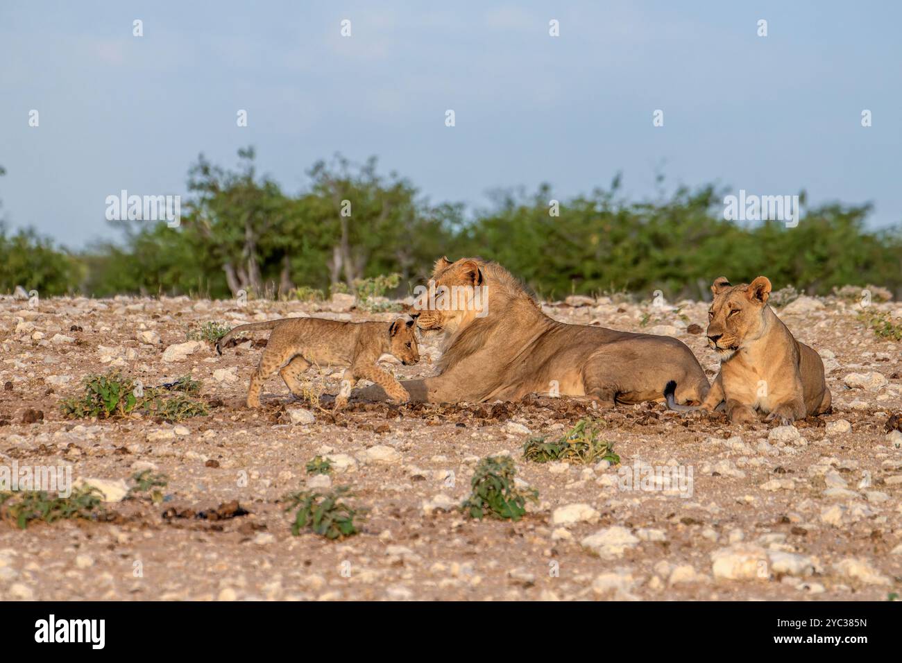 Un orgoglio dei Leoni africani nel deserto della Namibia. Fotografato al Parco Nazionale di Etosha in Namibia, Africa Foto Stock