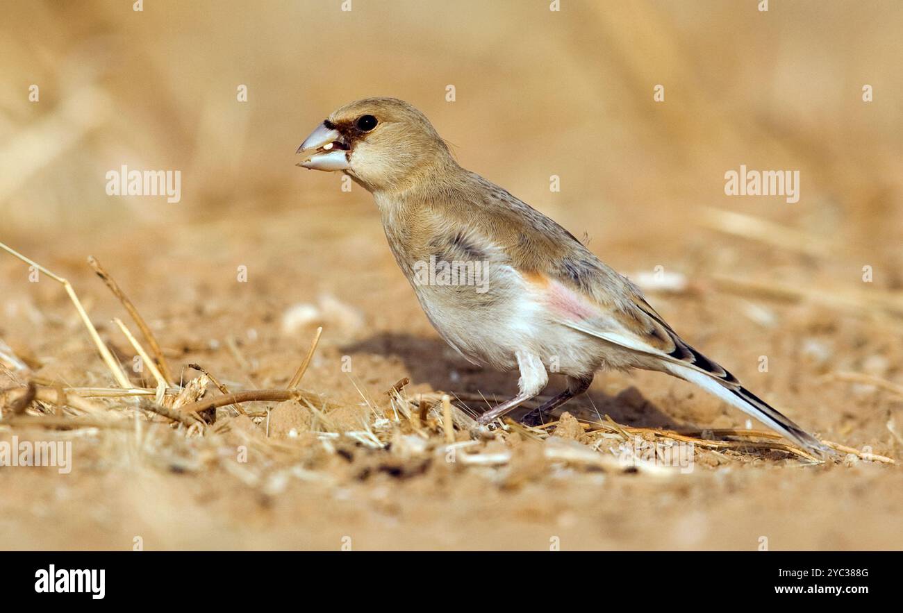 Finch deserto (Rhodospiza obsoleta precedentemente Carduelis obsoleta) vicino ad un pozze d'acqua nel deserto di Negev, israele. L'uccello è davvero un residuo del deserto Foto Stock