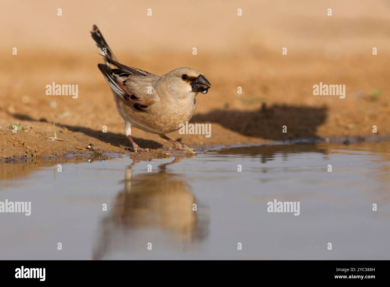 Finch deserto (Rhodospiza obsoleta precedentemente Carduelis obsoleta) vicino ad un pozze d'acqua nel deserto di Negev, israele. L'uccello è davvero un residuo del deserto Foto Stock