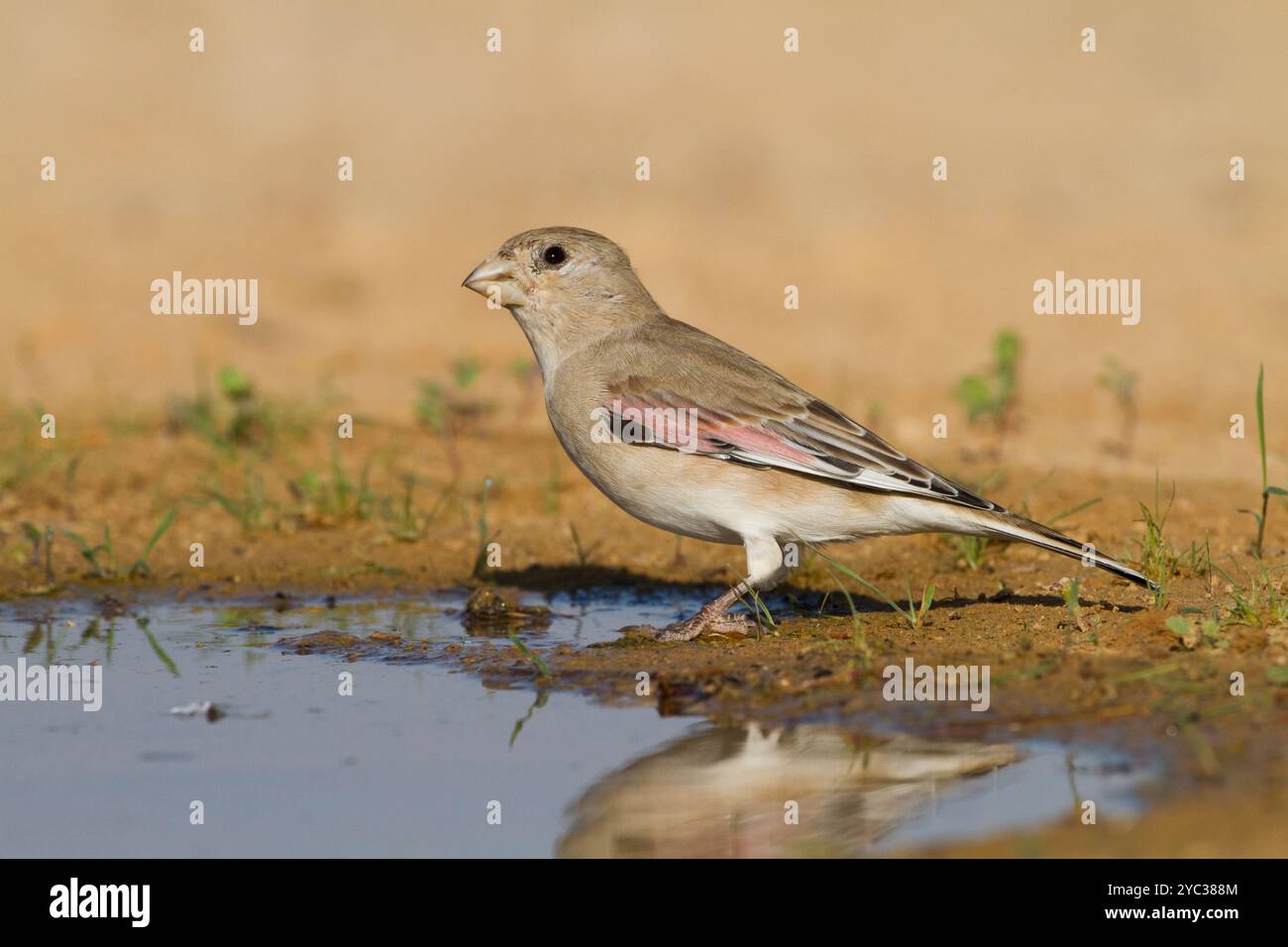 Finch deserto (Rhodospiza obsoleta precedentemente Carduelis obsoleta) vicino ad un pozze d'acqua nel deserto di Negev, israele. L'uccello è davvero un residuo del deserto Foto Stock