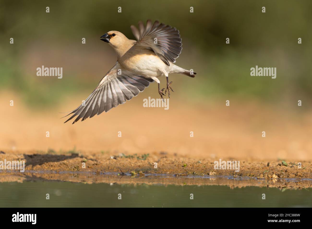 Finch deserto (Rhodospiza obsoleta precedentemente Carduelis obsoleta) vicino ad un pozze d'acqua nel deserto di Negev, israele. L'uccello è davvero un residuo del deserto Foto Stock
