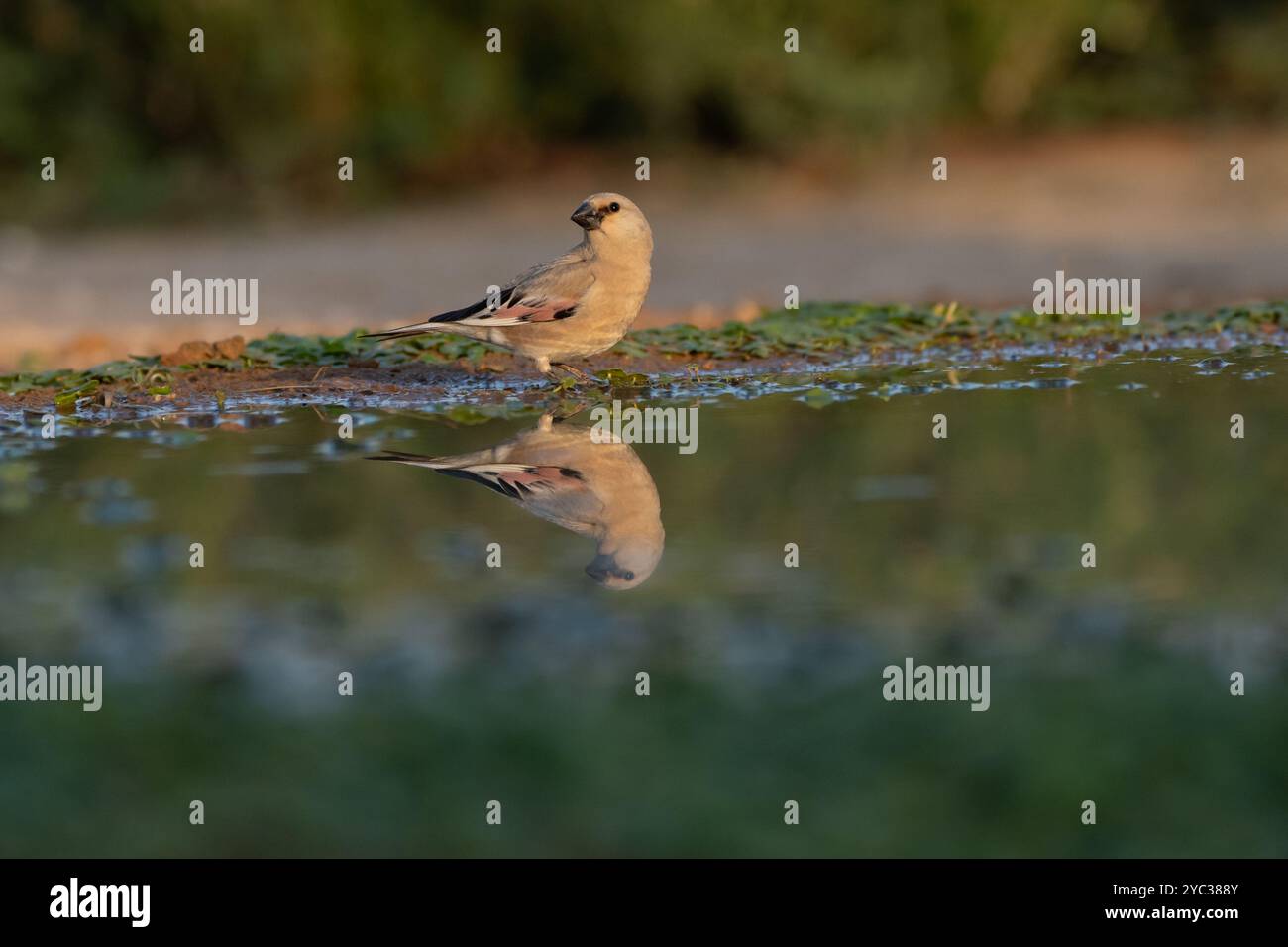 Finch deserto (Rhodospiza obsoleta precedentemente Carduelis obsoleta) vicino ad un pozze d'acqua nel deserto di Negev, israele. L'uccello è davvero un residuo del deserto Foto Stock