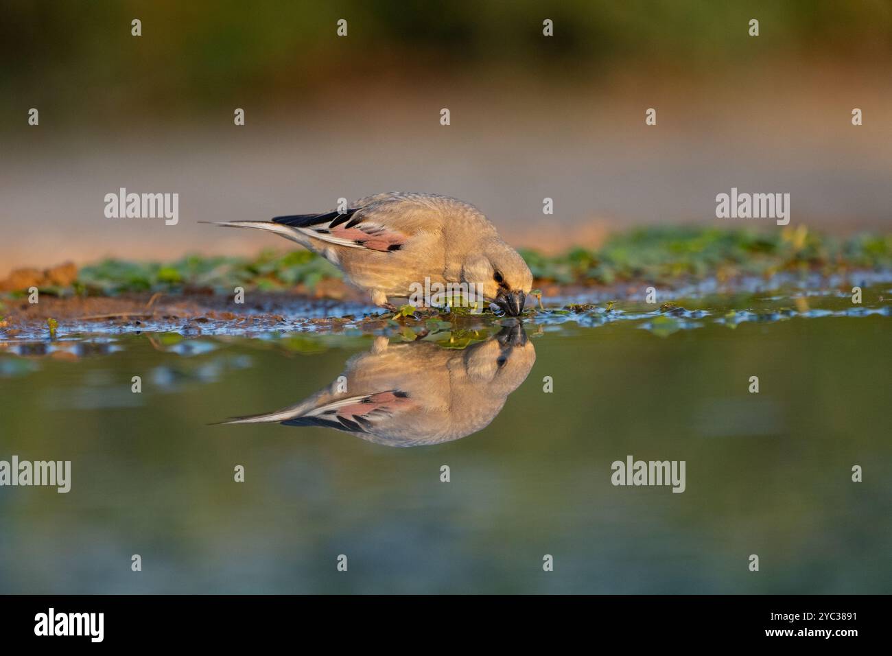 Finch deserto (Rhodospiza obsoleta precedentemente Carduelis obsoleta) vicino ad un pozze d'acqua nel deserto di Negev, israele. L'uccello è davvero un residuo del deserto Foto Stock