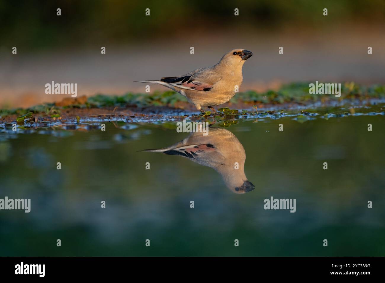 Finch deserto (Rhodospiza obsoleta precedentemente Carduelis obsoleta) vicino ad un pozze d'acqua nel deserto di Negev, israele. L'uccello è davvero un residuo del deserto Foto Stock