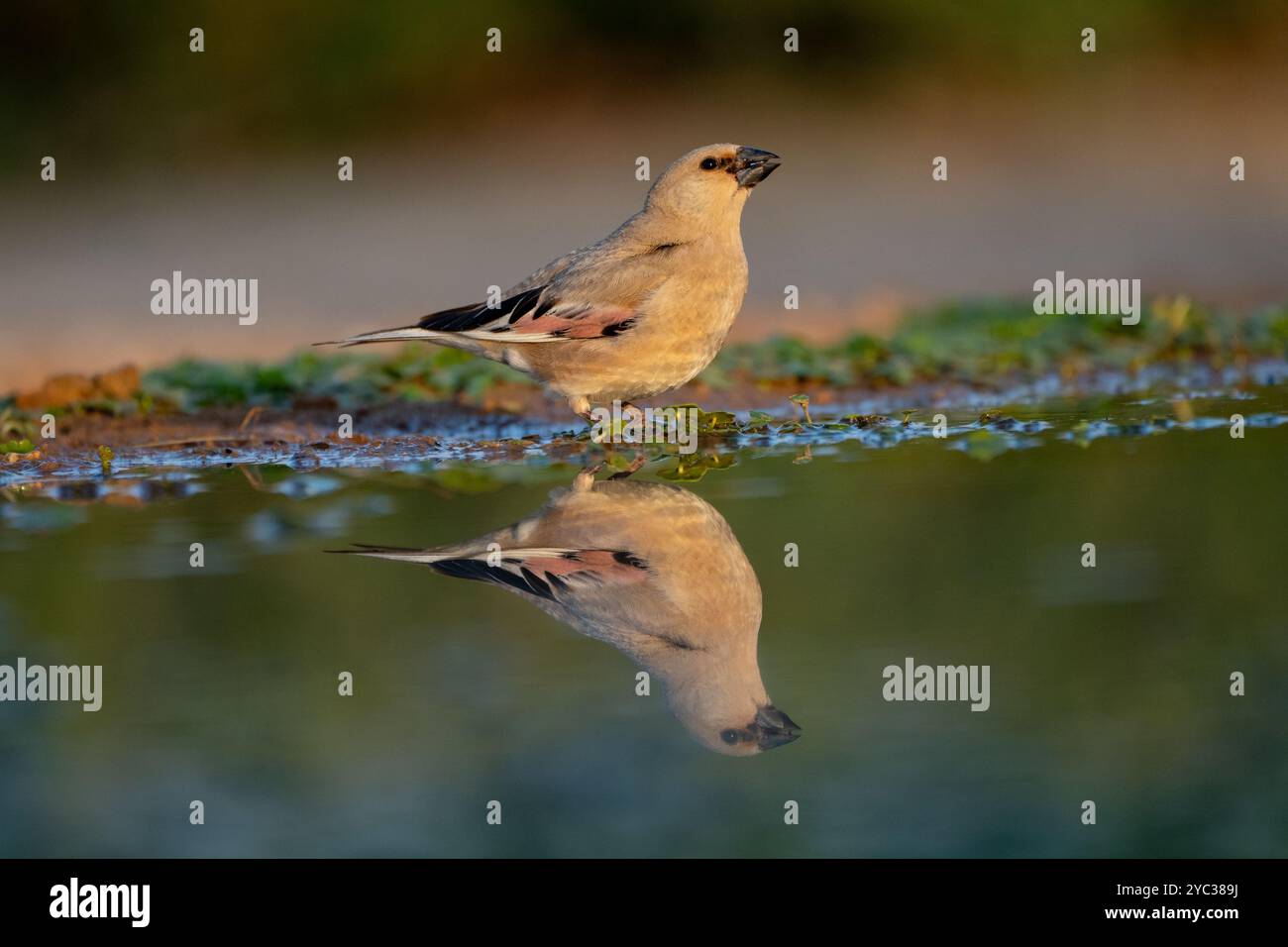 Finch deserto (Rhodospiza obsoleta precedentemente Carduelis obsoleta) vicino ad un pozze d'acqua nel deserto di Negev, israele. L'uccello è davvero un residuo del deserto Foto Stock