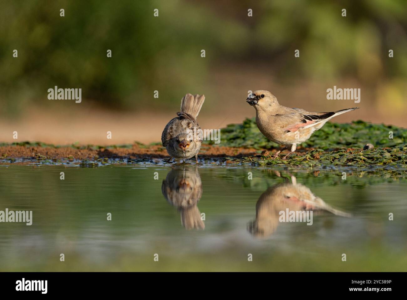 Finch deserto (Rhodospiza obsoleta precedentemente Carduelis obsoleta) vicino ad un pozze d'acqua nel deserto di Negev, israele. L'uccello è davvero un residuo del deserto Foto Stock